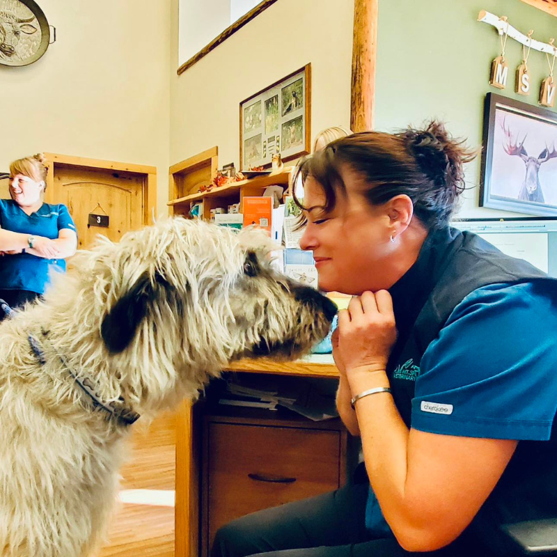 VetCor Veterinary Receptionist Week